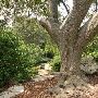 Zilker Botanical Gardens