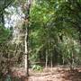 Quitman Arboretum