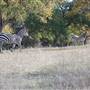 Longhorn River Ranch