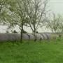 Maeshill Farm