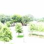 Cottonwood Terrace