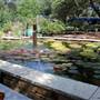 Hill Country Water Gardens & Nursery