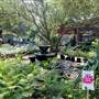 Hill Country Water Gardens & Nursery