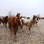 Mendota Ranch