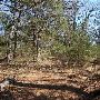 Buescher State Park