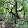 Judson Nature Trails