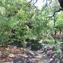 Incarnate Word College