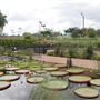 International Waterlily Collection