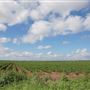 Cotton Fields on FM 1223