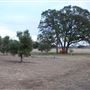 Texas Hill Country Olive Company