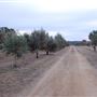 Texas Hill Country Olive Company