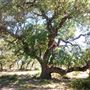 The Cedars Ranch