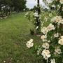 Obregon Ranch