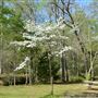 Davey Dogwood Park