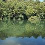 Red Bud Isle
