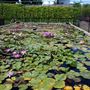 International Waterlily Collection
