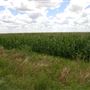 Corn Fields on Hwy 87