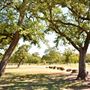 Confederate Reunion Grounds State Historic Site