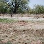 Mackenzie Park - Prairie Dog Town