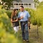 Signor Vineyards