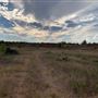 Rose Ranch