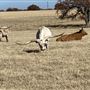Fairlea Longhorn Ranch