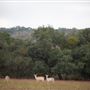 Wimberley Valley Vistas Ranch