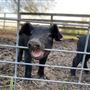 Shirttail Creek Farm