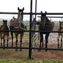 Two Wishes Ranch