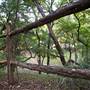 Cedars on the Brazos Bed & Breakfast