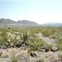 Big Bend Ranch State Park - Vista del Bofecillos