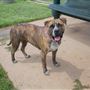 Tails 'N Trails Dog Park
