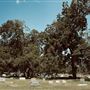 Sweeny Cemetery