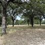 Fairlea Longhorn Ranch
