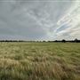 Fairlea Longhorn Ranch