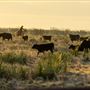 Lambshead Ranch