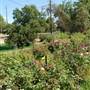 Grandma's House Nursery & Florist