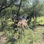 Hess Property
