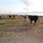 Alpha Omega Longhorn Ranch
