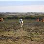 Alpha Omega Longhorn Ranch