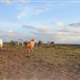 Alpha Omega Longhorn Ranch