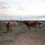 Alpha Omega Longhorn Ranch