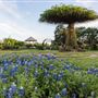 Antique Rose Emporium