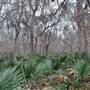 Palmetto State Park