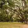 The Oaks of Anahuac