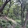 Riva Ridge