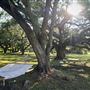 The Oaks of Anahuac