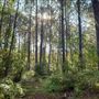 The Oaks of Anahuac