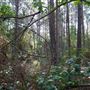 The Oaks of Anahuac
