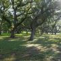 The Oaks of Anahuac